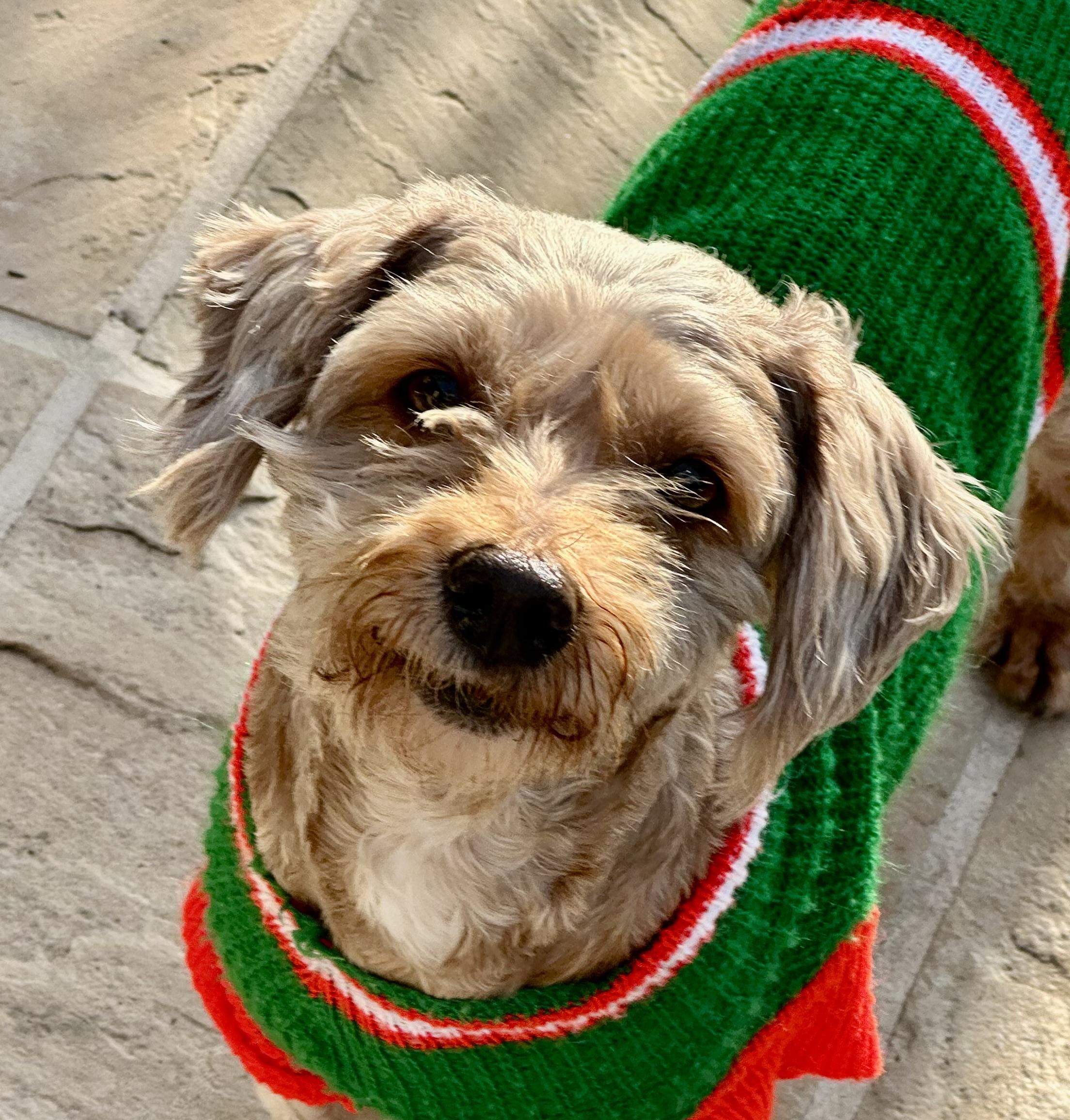 Enlarge Bell, a ADOPTABLE mixed breed in Fremont, CA image 2/3