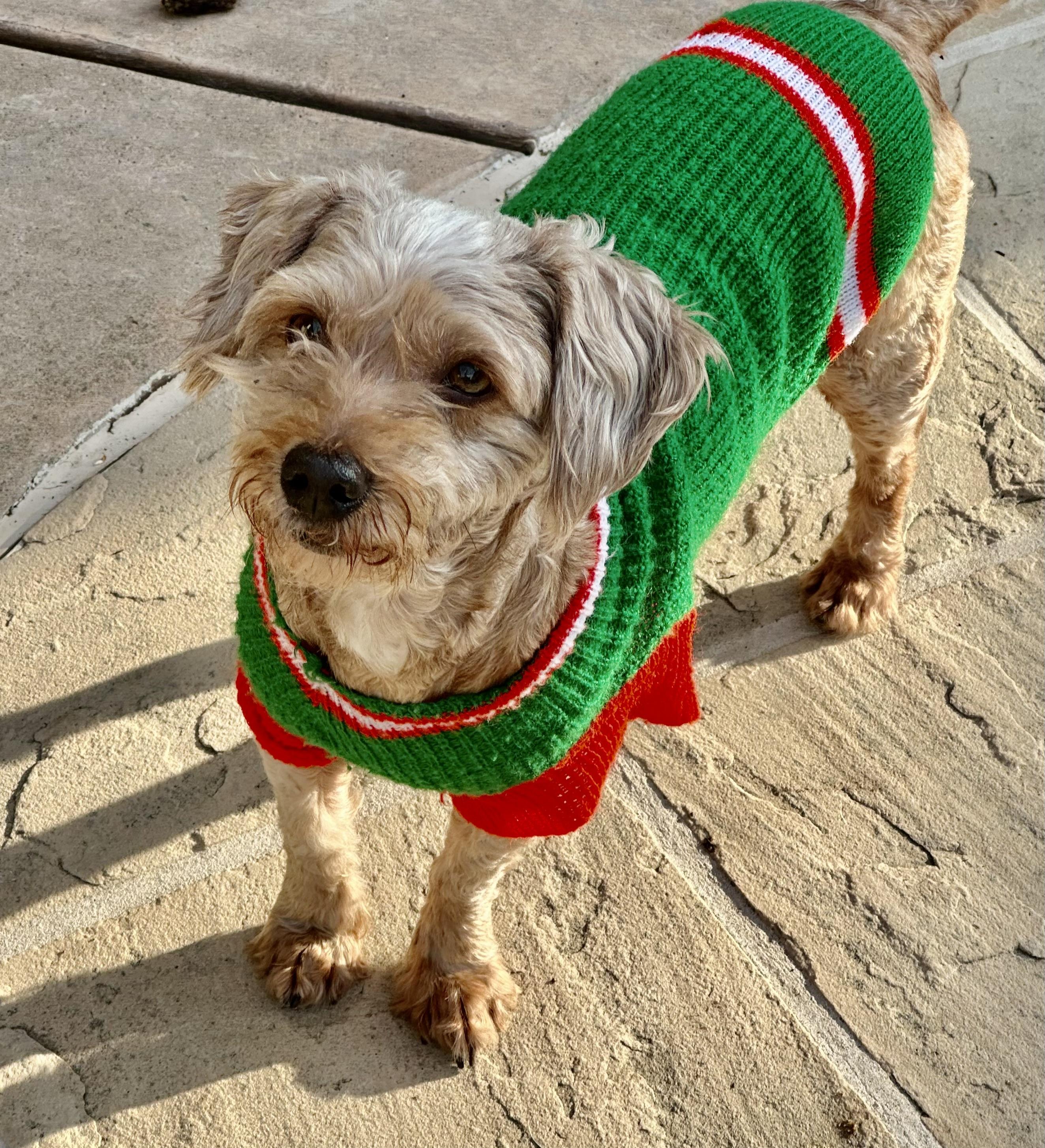 Enlarge Bell, a ADOPTABLE mixed breed in Fremont, CA image 3/3