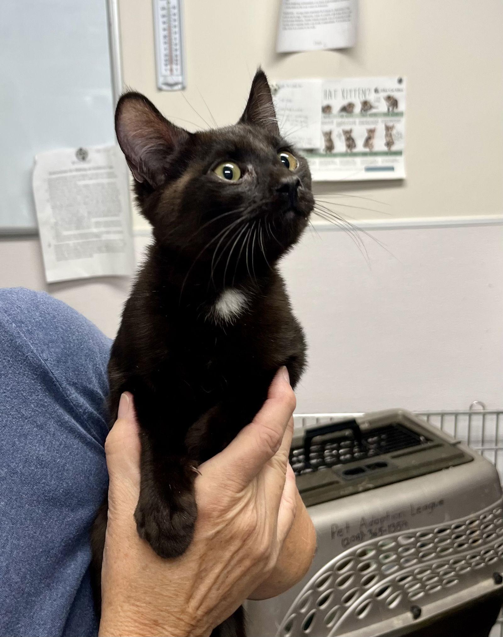 Enlarge Kitten - Spike, a Adoptable Domestic Short Hair in Emmett, ID image 1/1