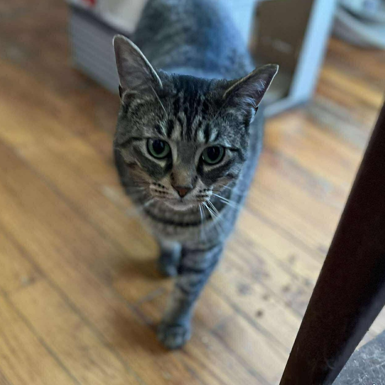 Enlarge Haley, a ADOPTABLE Tabby in Huntington, NY image 3/3
