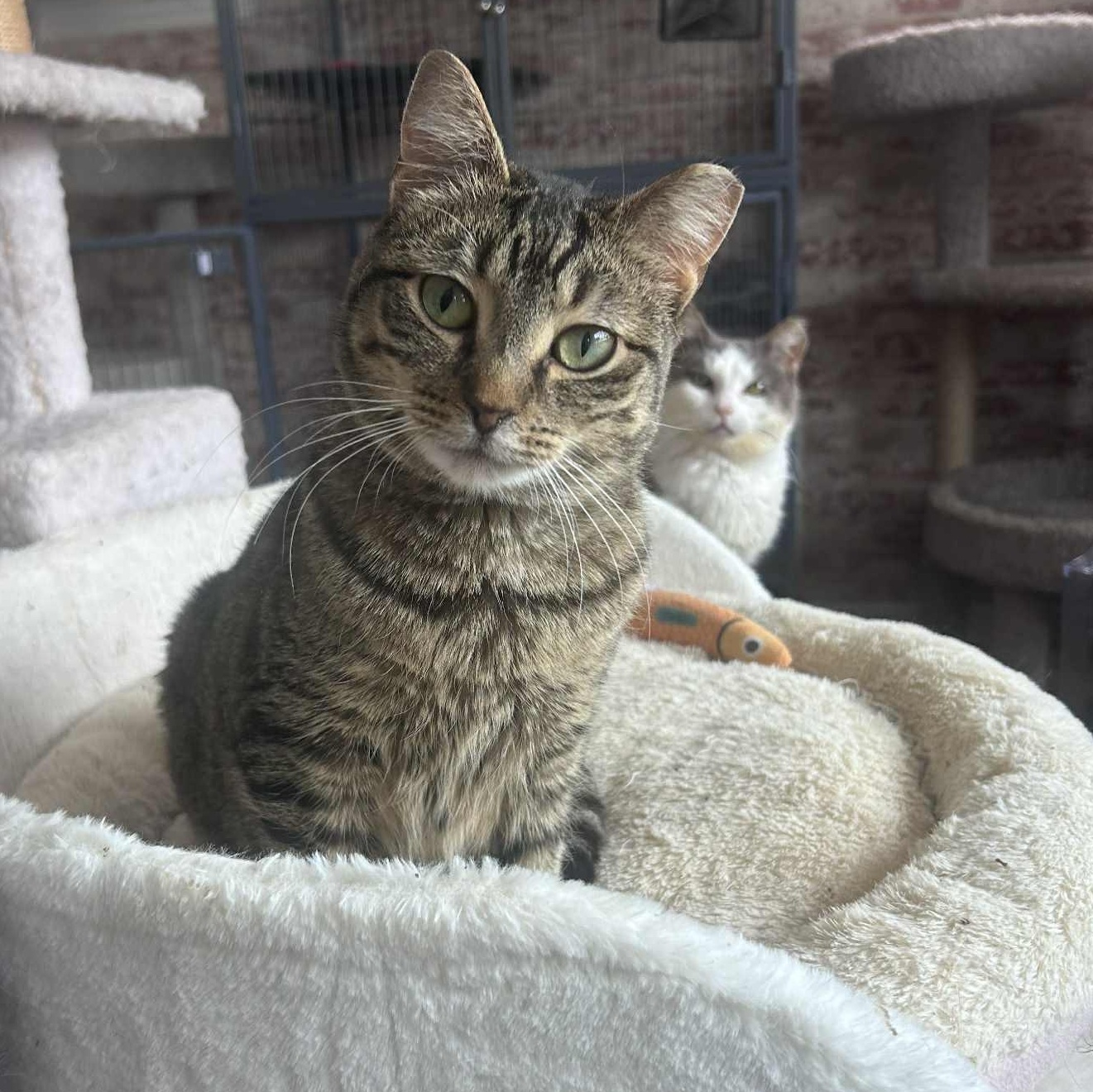 Enlarge Haley, a ADOPTABLE Tabby in Huntington, NY image 2/3