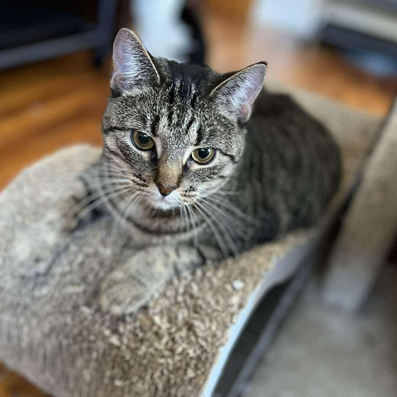 Haley, ADOPTABLE, Young Female Tabby.