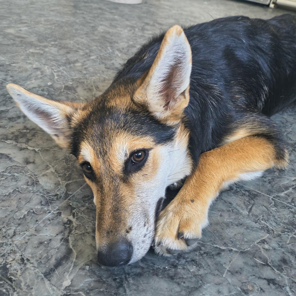 Saturn, Adoptable, Puppy Female German Shepherd Dog.