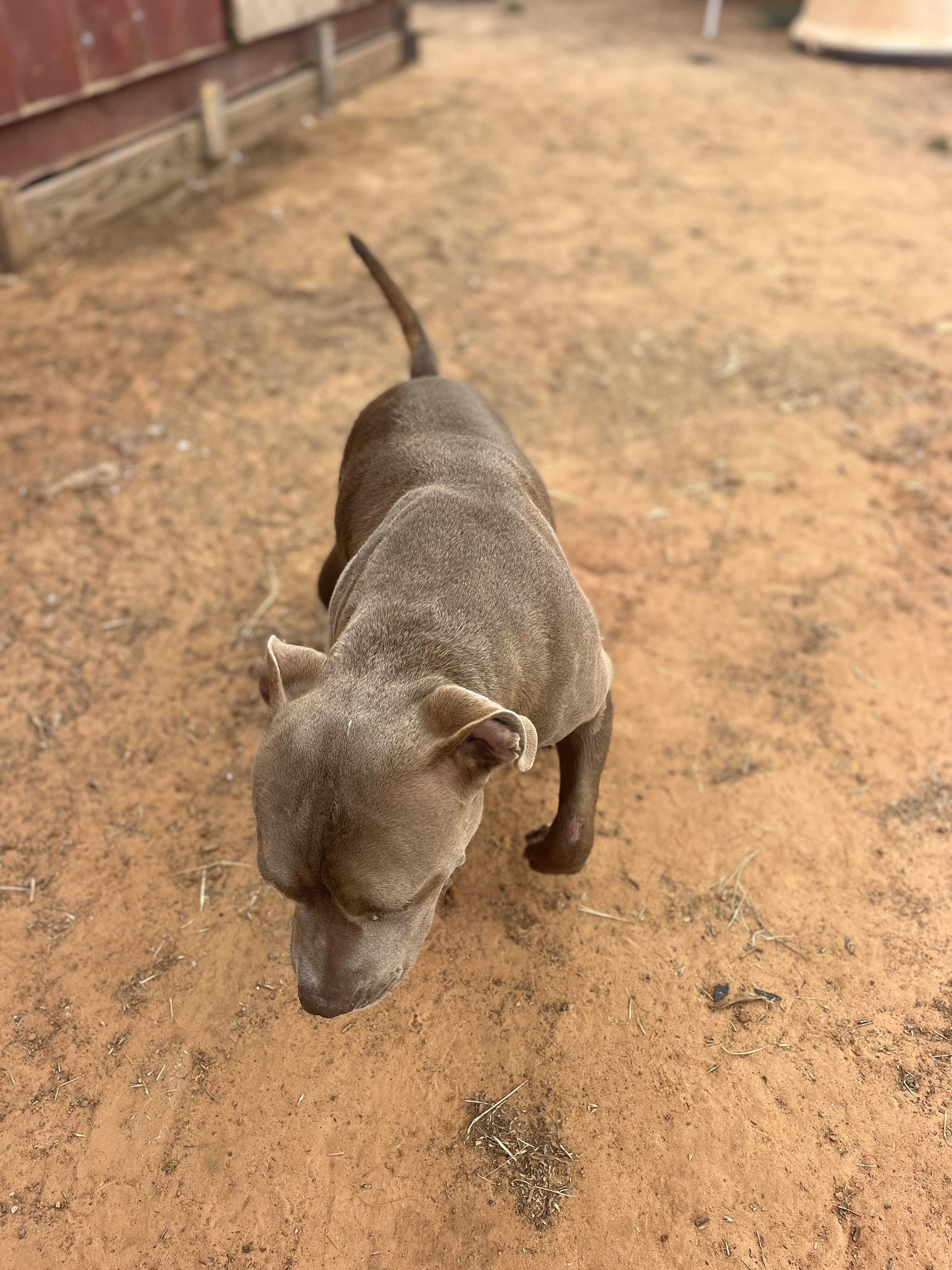 Zena