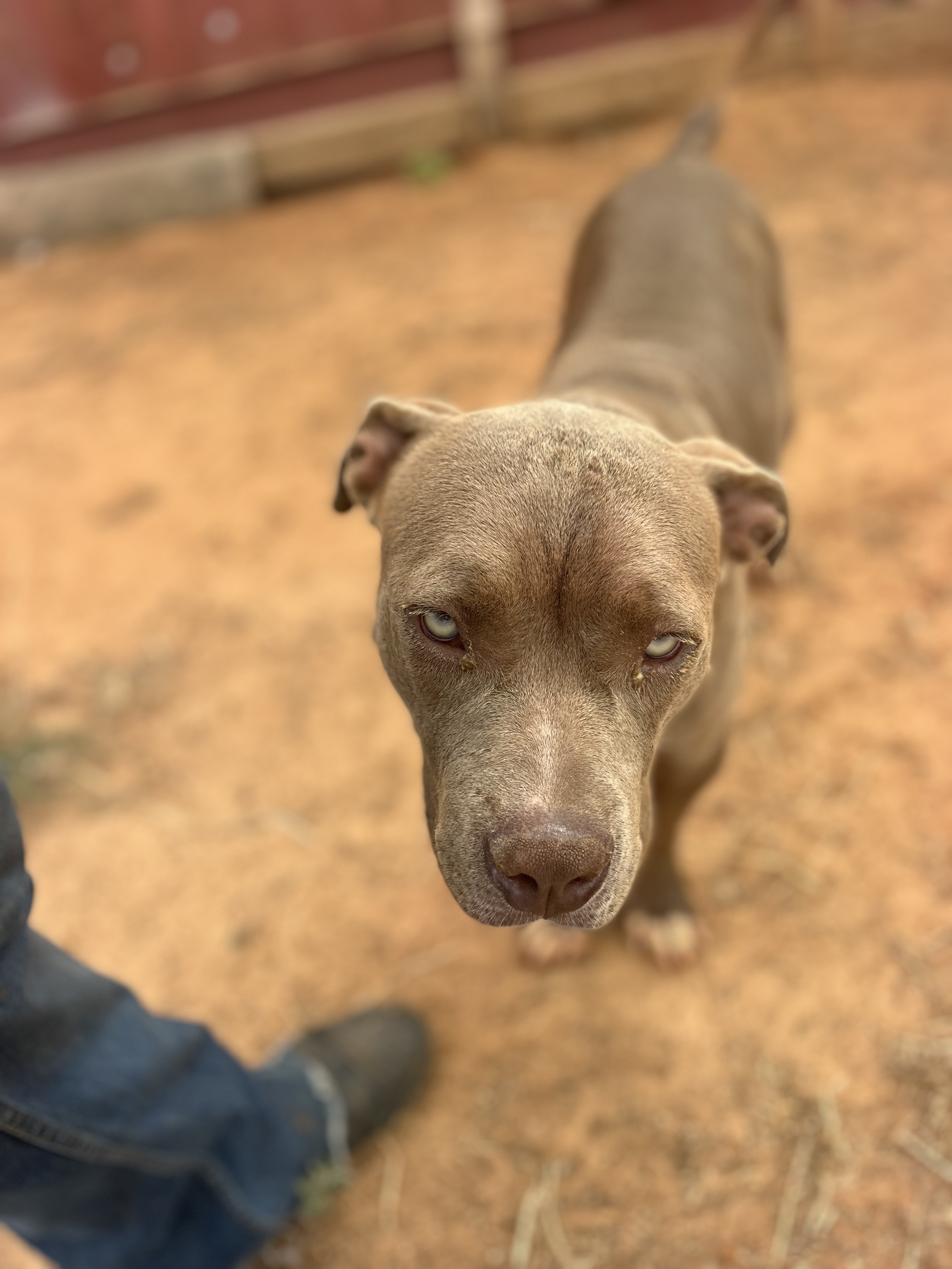 Zena