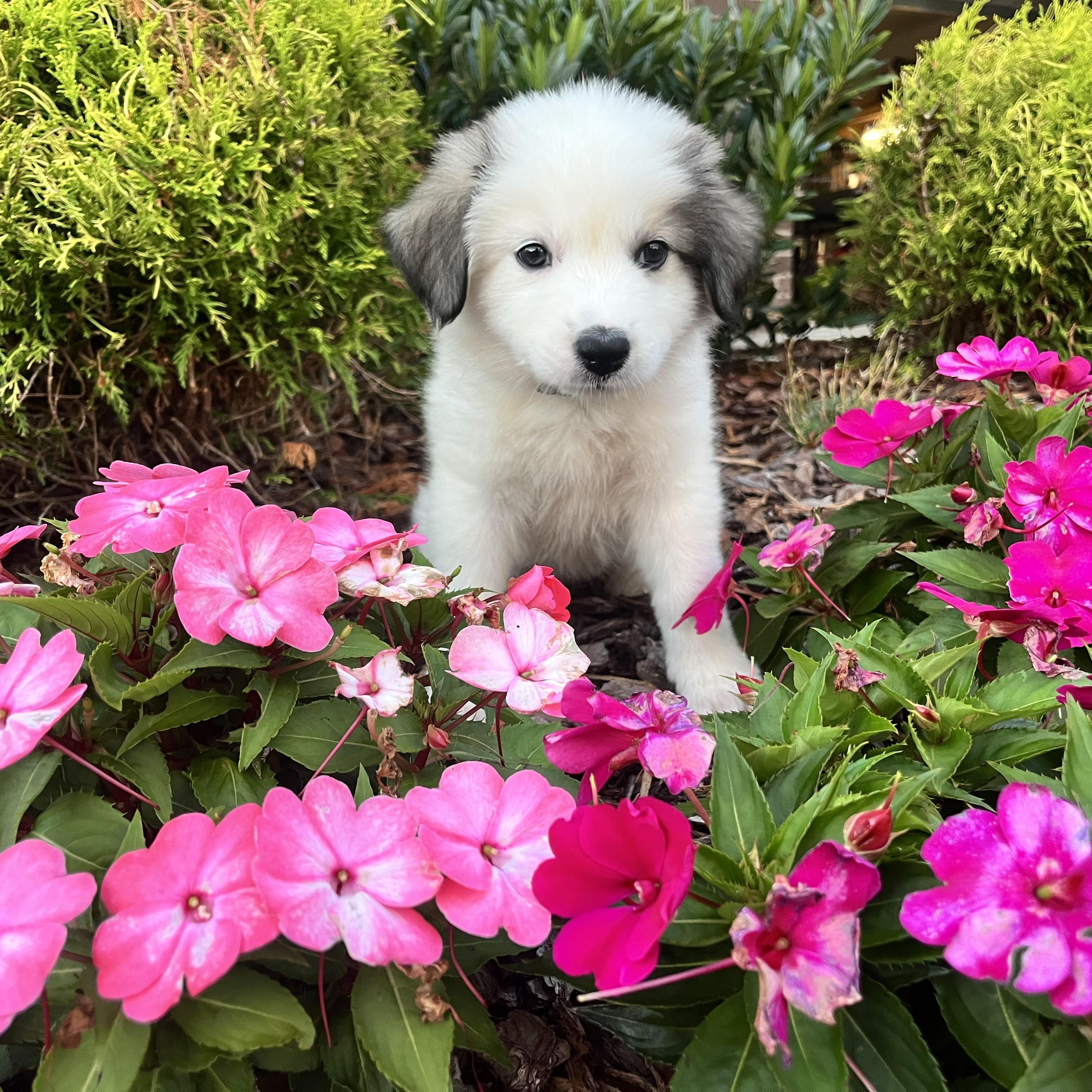 Rosalina, an adopted mixed breed in Spring hill, TN image 1/6