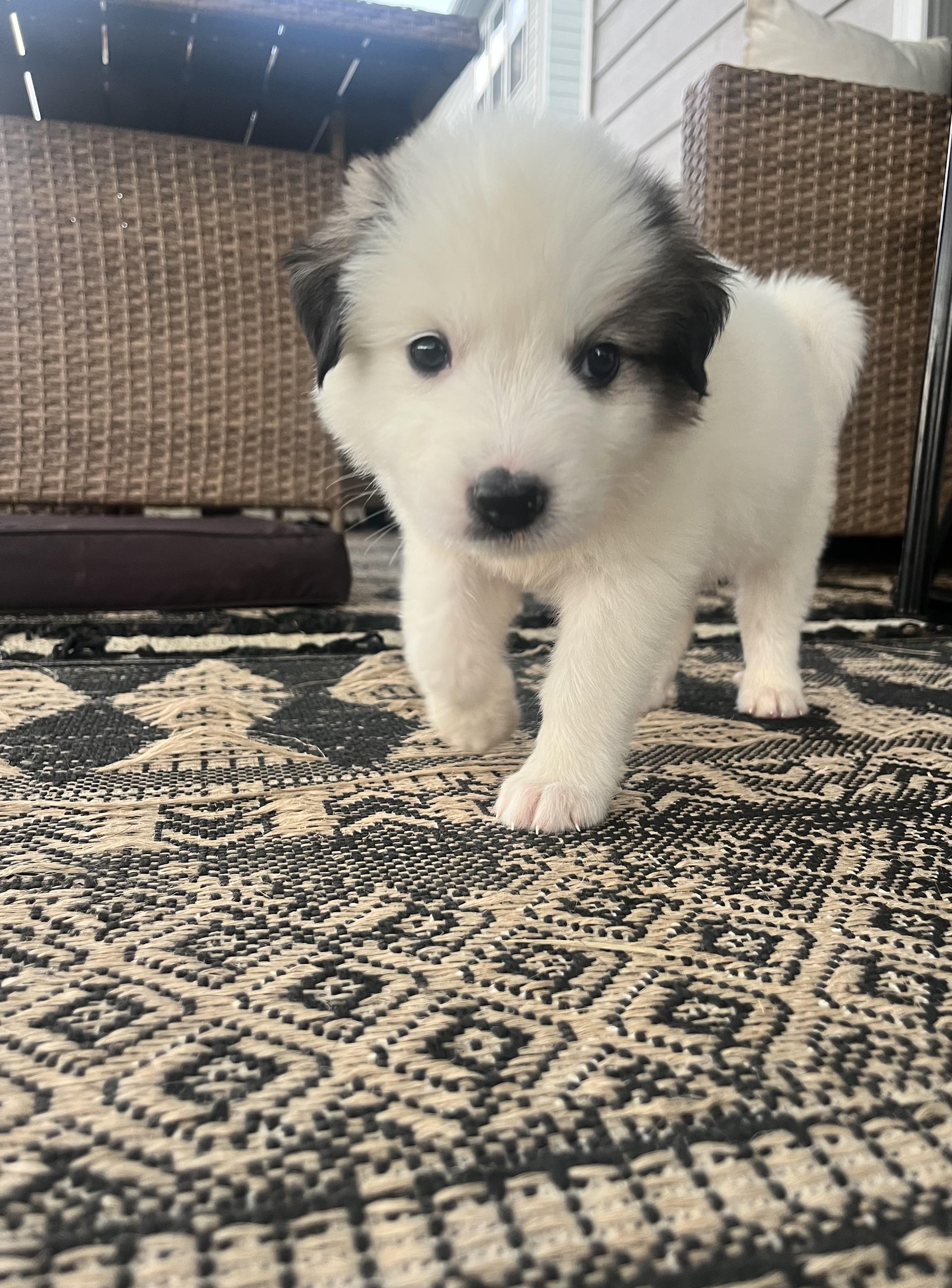 Rosalina, an adopted mixed breed in Spring hill, TN image 6/6