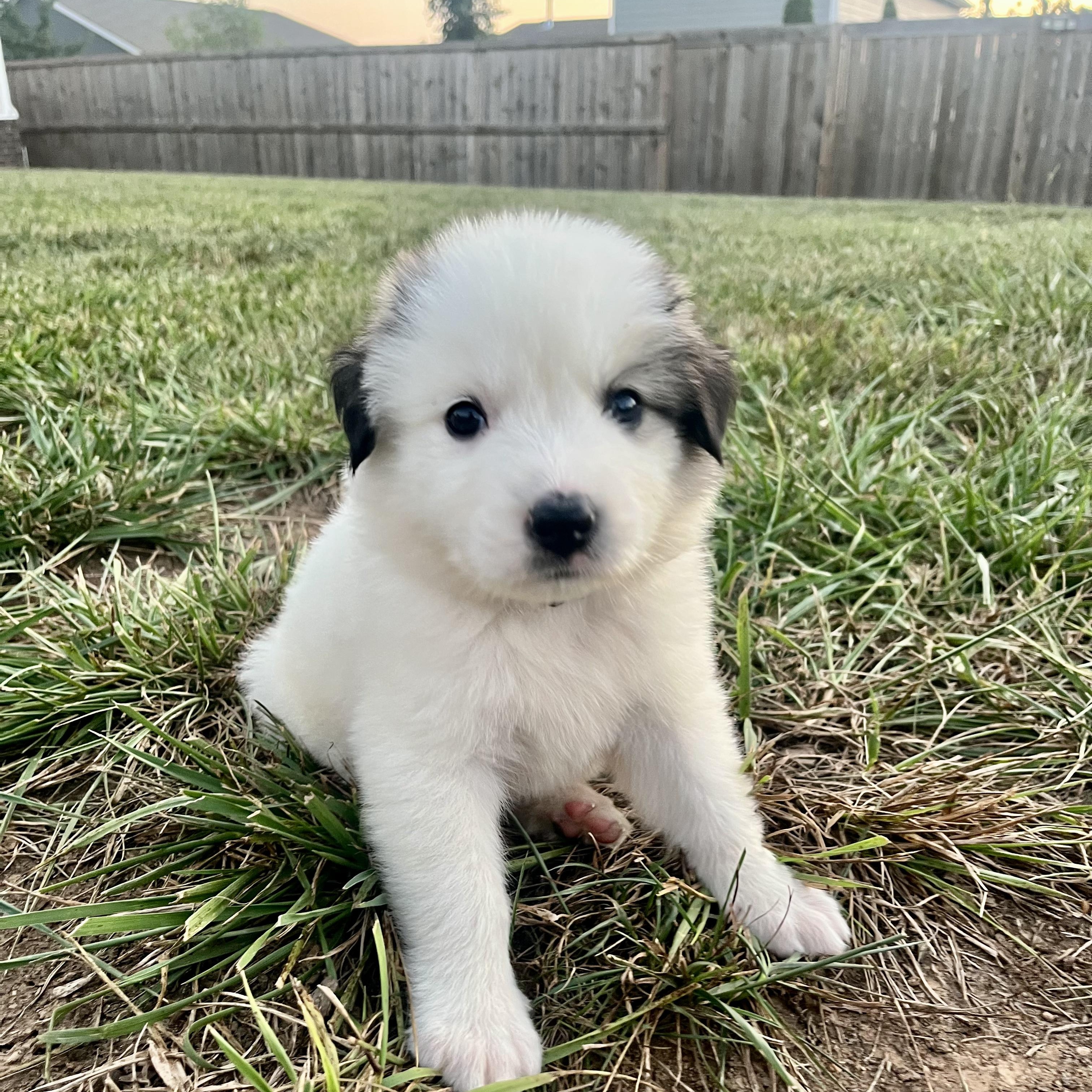 Rosalina, an adopted mixed breed in Spring hill, TN image 2/6