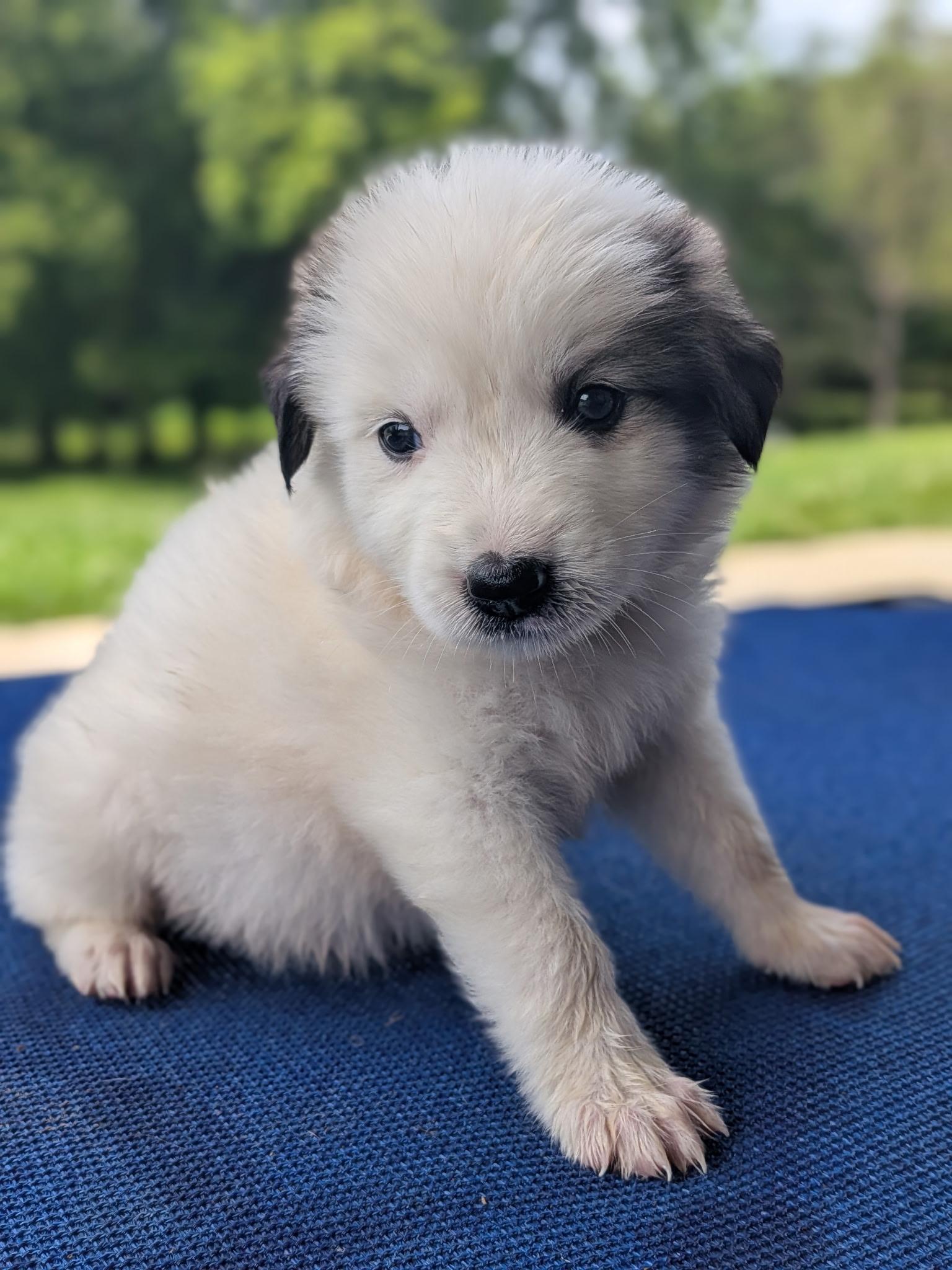 Rosalina, an adopted mixed breed in Spring hill, TN image 4/6