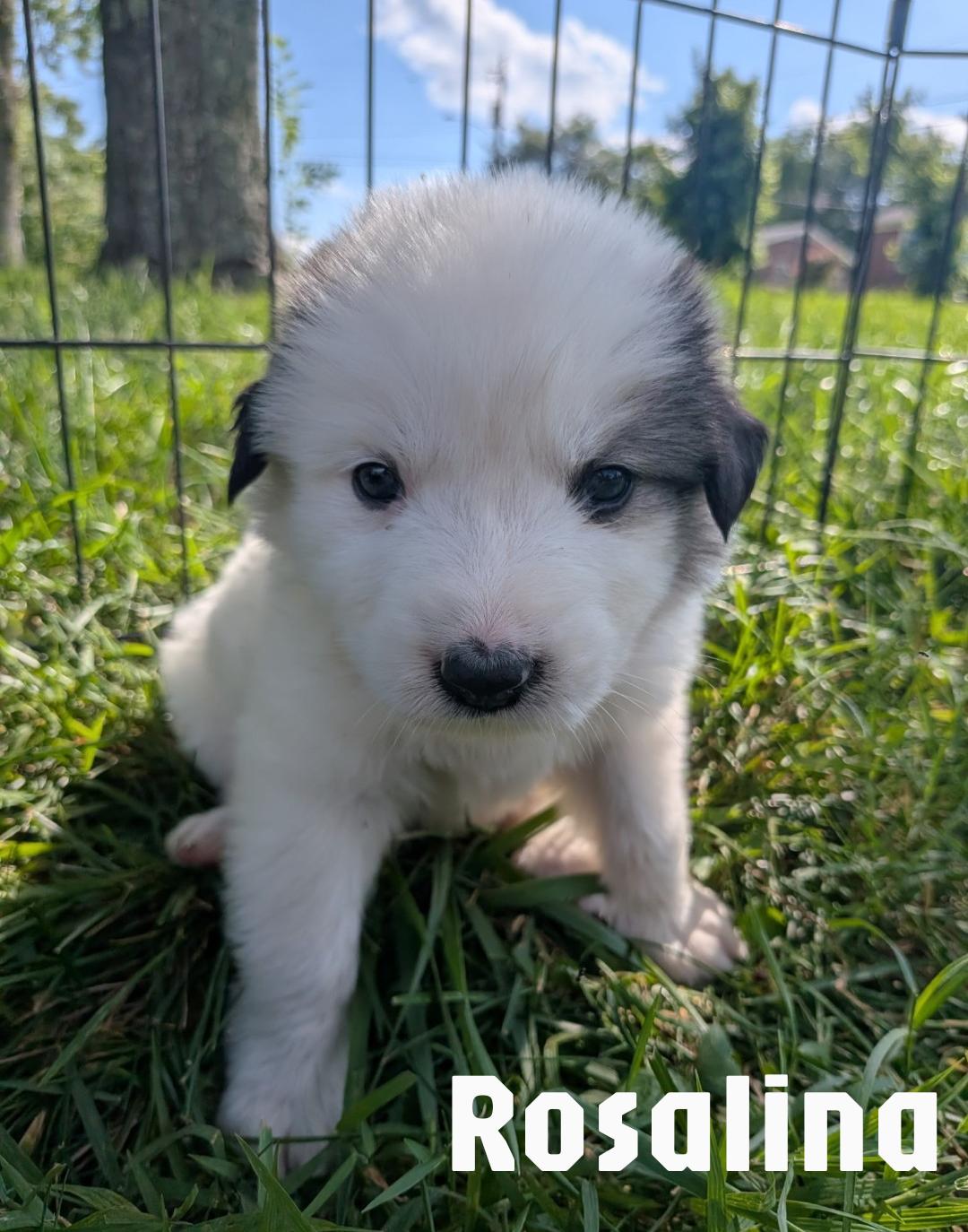 Rosalina, an adopted mixed breed in Spring hill, TN image 5/6