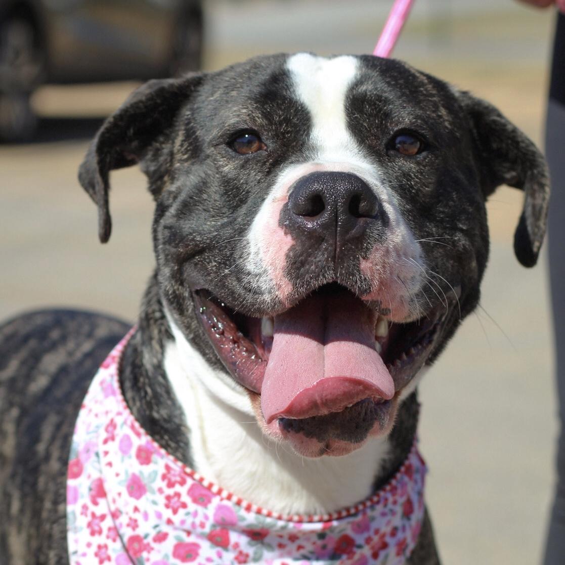 Bowtie — thumbnail 3