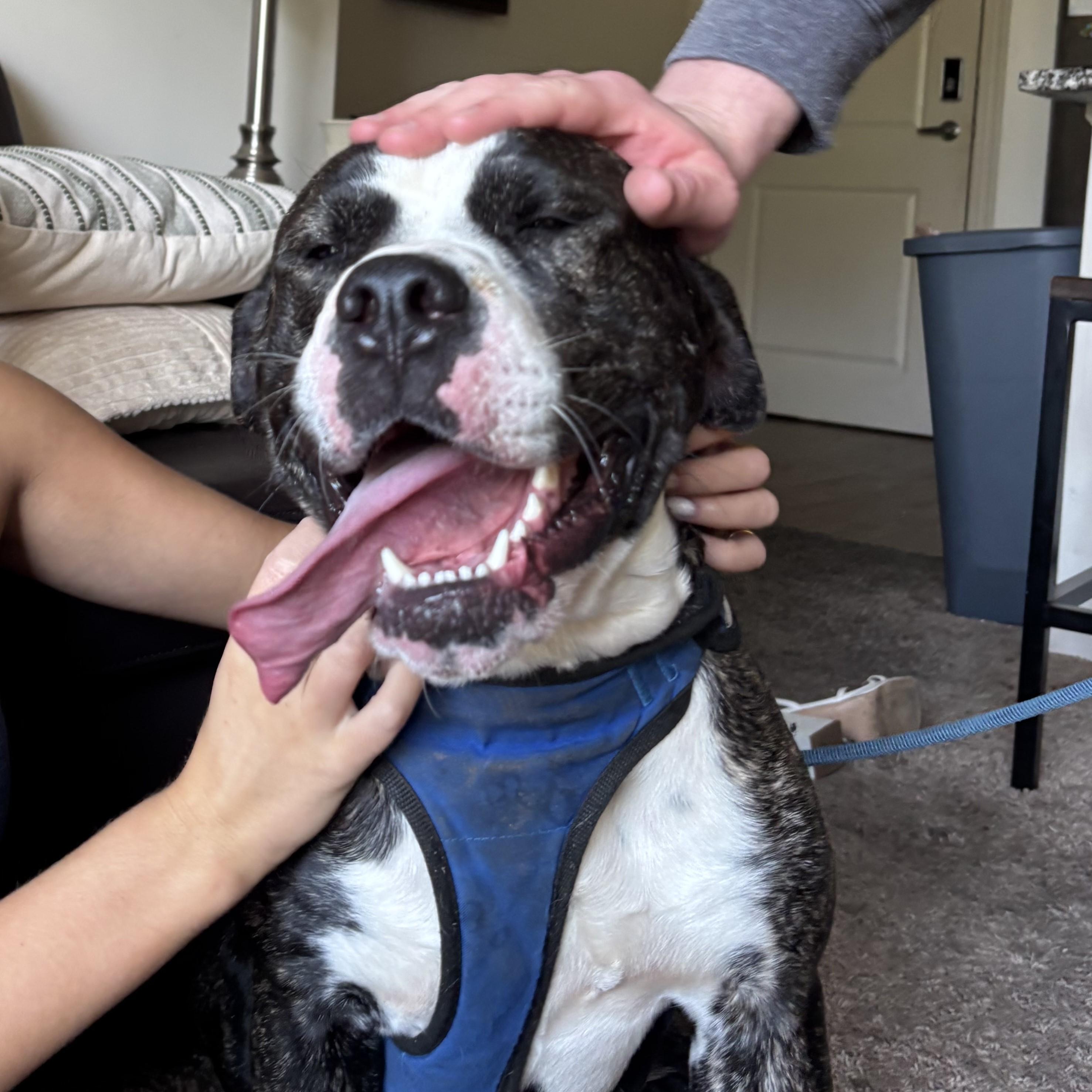 Bowtie — thumbnail 4