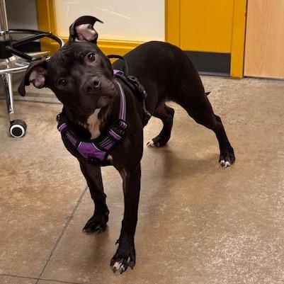 Tamari, Adoptable, Young Female Mixed Breed.