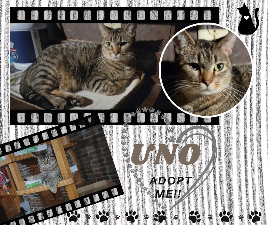 Enlarge Uno, a Adoptable American Shorthair in Paris, IL image 1/1