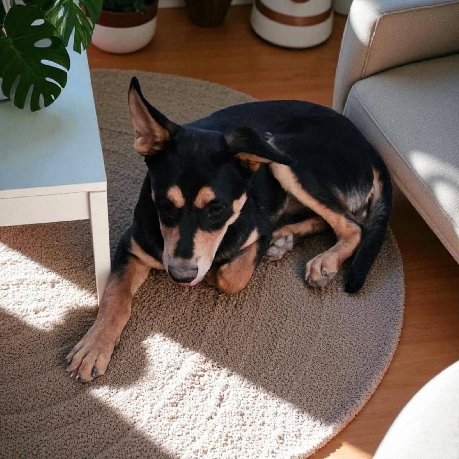 Rusty, Adoptable, Young Male Shepherd.
