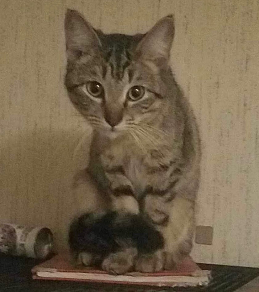 Enlarge Sprinkles, a Adoptable Tabby in East Dundee , IL image 1/1