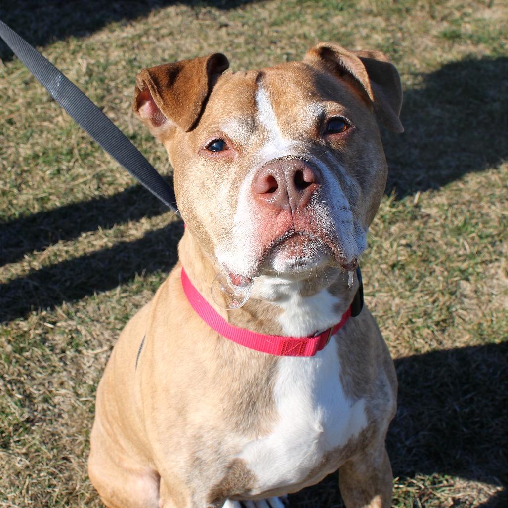 Bruce, Adoptable, Senior Male Pit Bull Terrier.