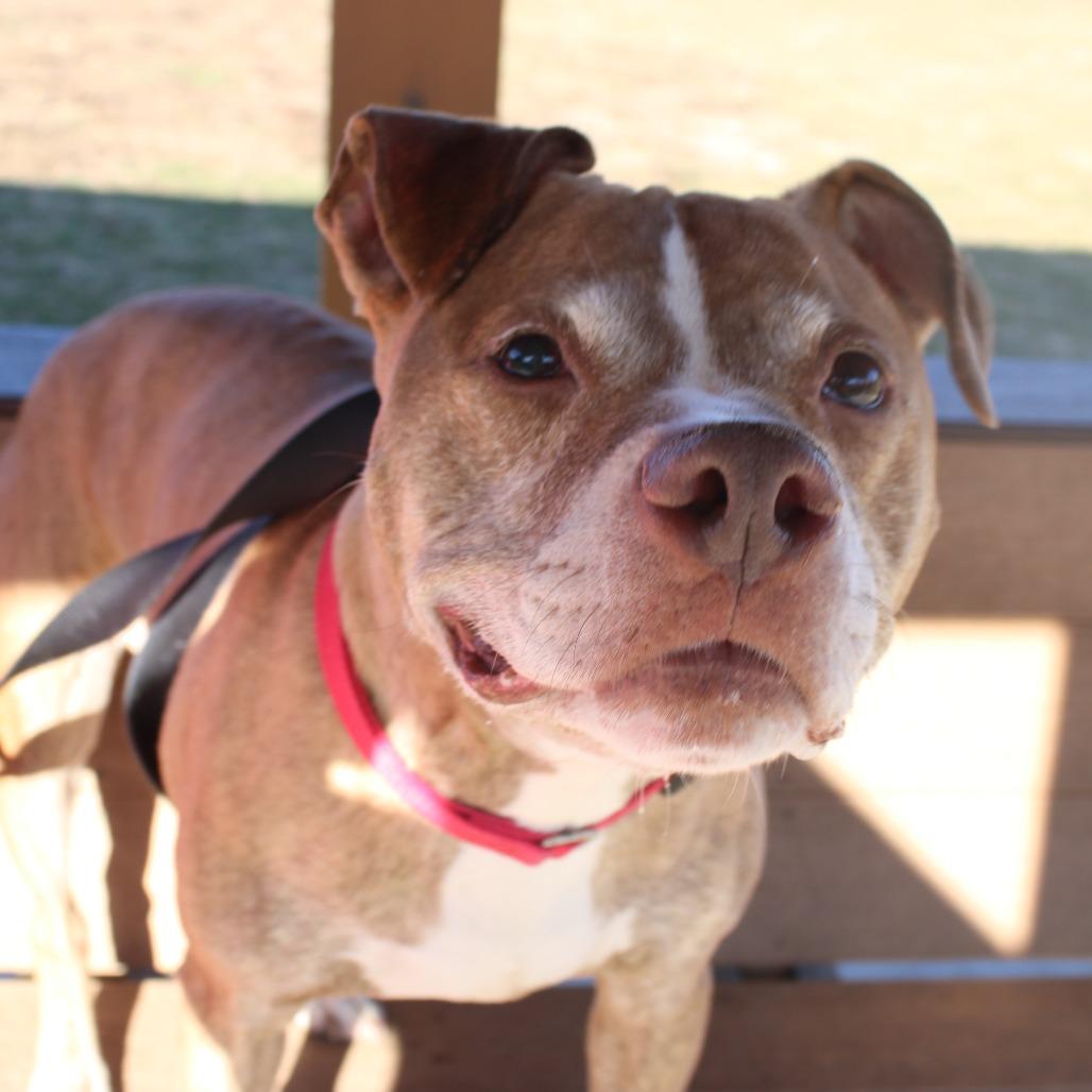 Enlarge Bruce, a Adoptable Pit Bull Terrier in Champaign, IL image 2/5