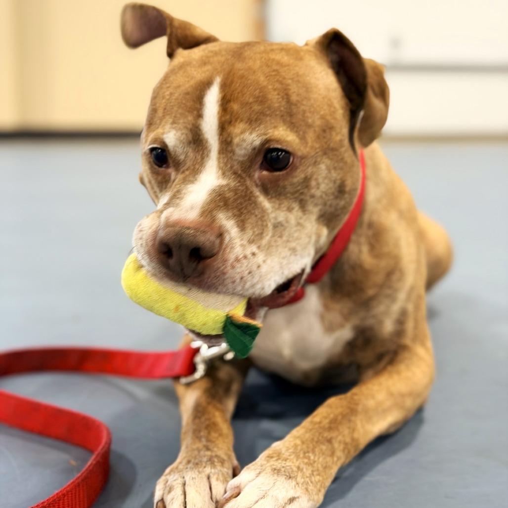 Bruce — thumbnail 4