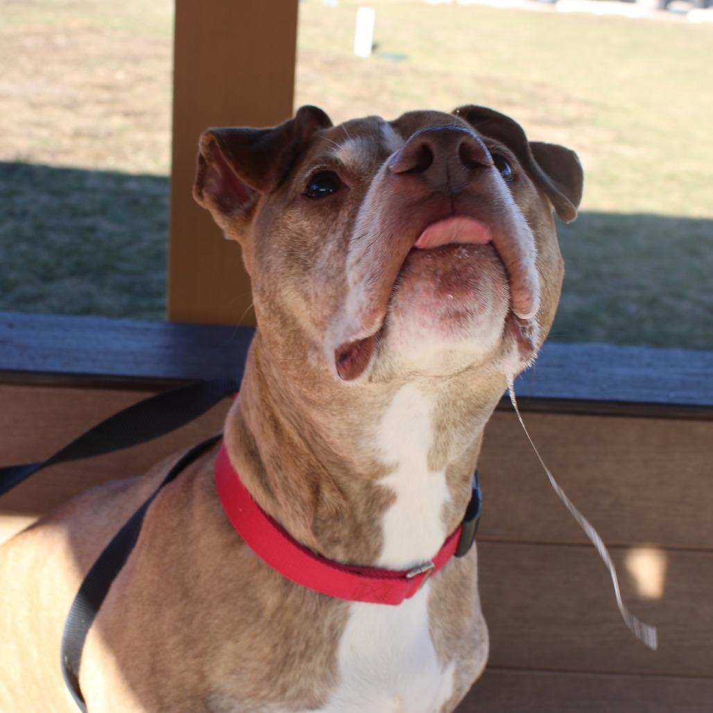Enlarge Bruce, a Adoptable Pit Bull Terrier in Champaign, IL image 3/5