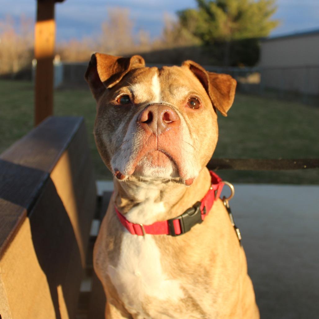 Enlarge Bruce, a Adoptable Pit Bull Terrier in Champaign, IL image 4/5