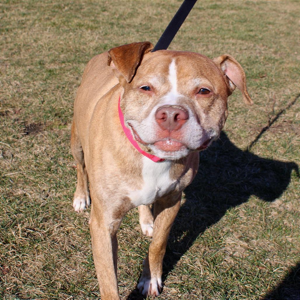 Enlarge Bruce, a Adoptable Pit Bull Terrier in Champaign, IL image 5/5