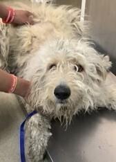 Neemo (Veelo), Adopted, Adult Female Poodle.