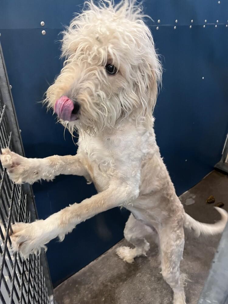 Enlarge Neemo (Veelo), a Adopted Poodle in Dallas, TX image 2/4