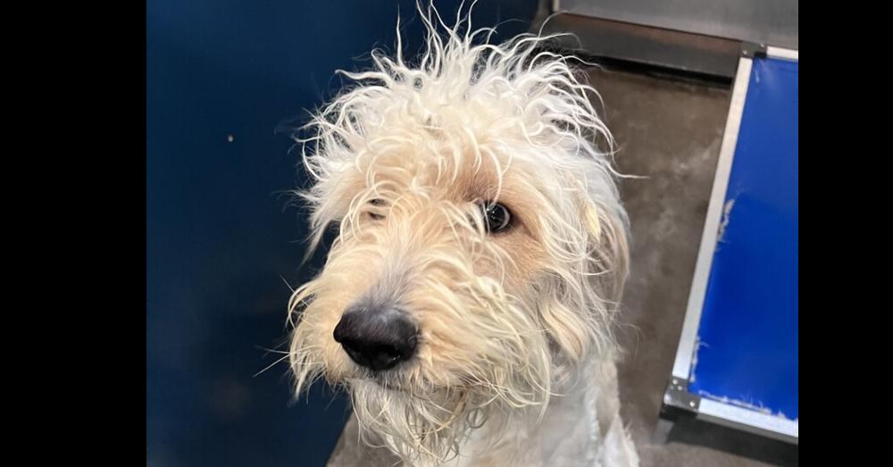 Enlarge Neemo (Veelo), a Adopted Poodle in Dallas, TX image 3/4