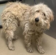 Enlarge Neemo (Veelo), a Adopted Poodle in Dallas, TX image 4/4