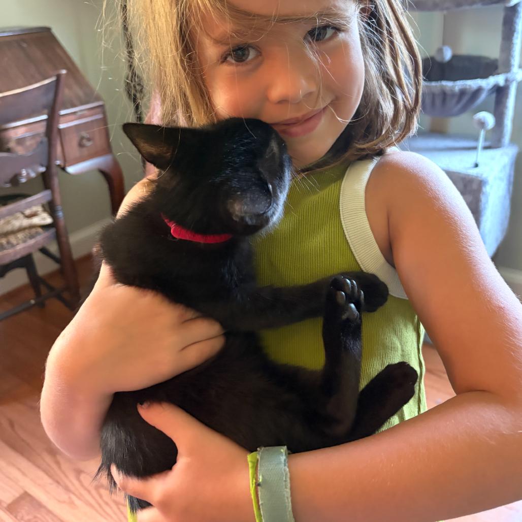 May, a Adoptable Domestic Short Hair in Potomac, MD image 1/4