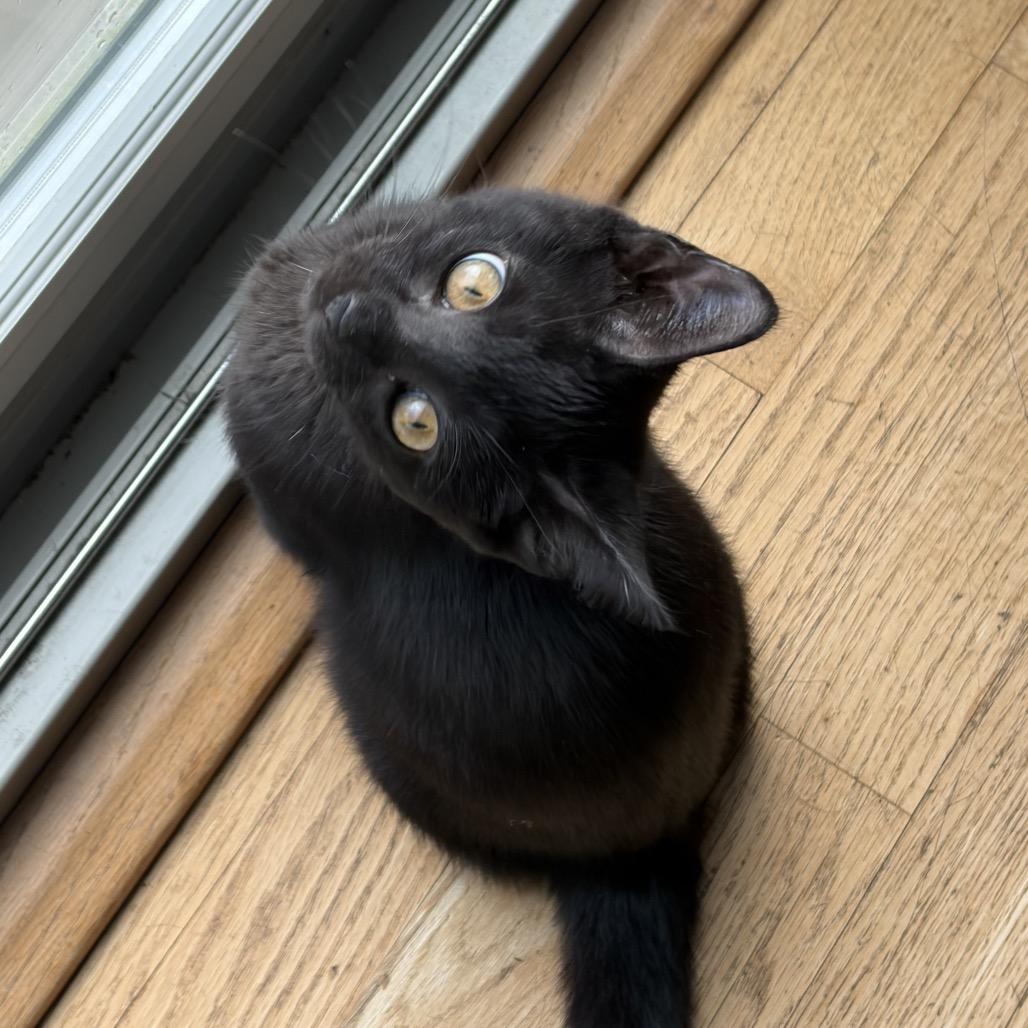 May, a Adoptable Domestic Short Hair in Potomac, MD image 2/4