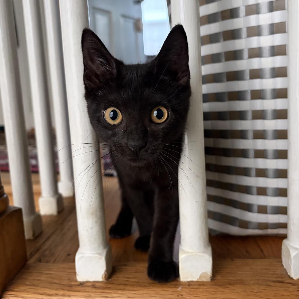 May, a Adoptable Domestic Short Hair in Potomac, MD image 3/4