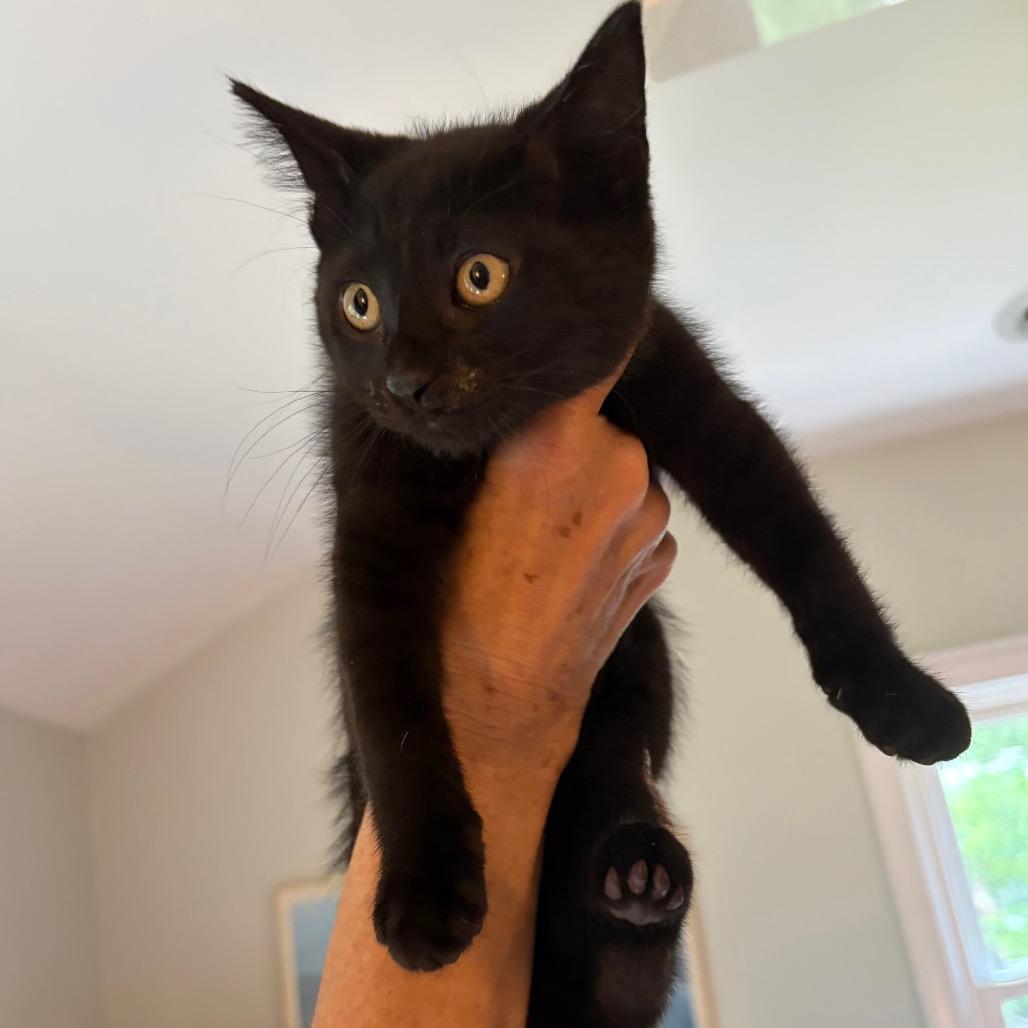 May, a Adoptable Domestic Short Hair in Potomac, MD image 4/4
