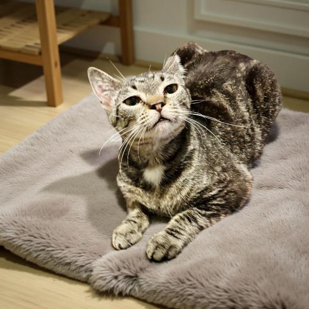 Baby kitty, Adoptable, Young Female American Shorthair.