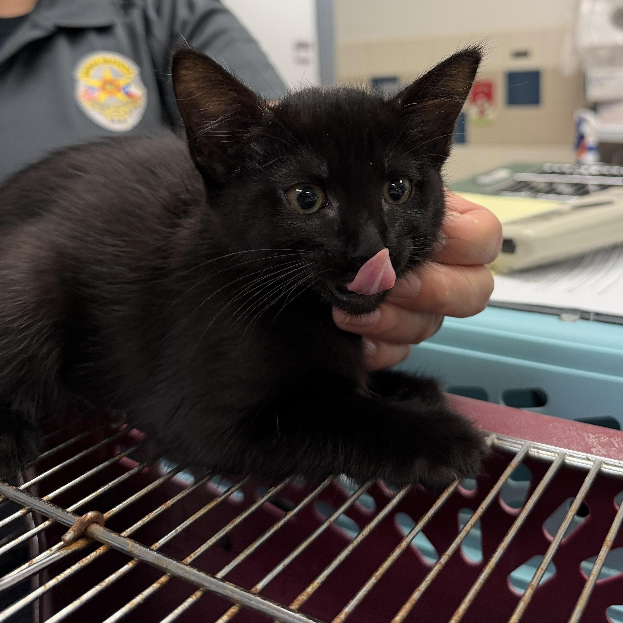 Dana, adopted, Kitten Female Domestic Short Hair.