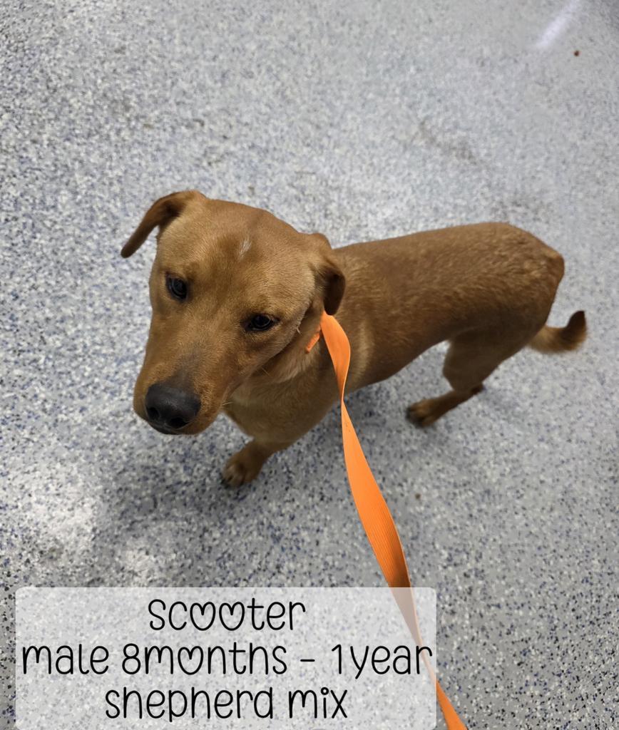 Scooter, Adoptable, Young Male Labrador Retriever & Mixed Breed.