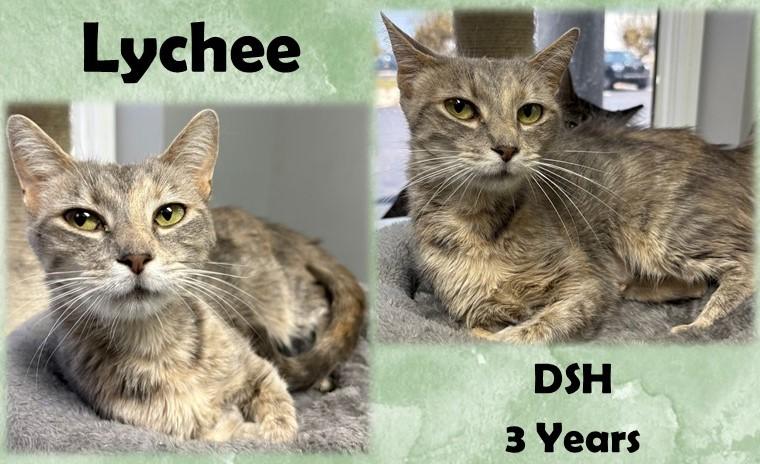 Lychee, Adoptable, Adult Female Domestic Short Hair.