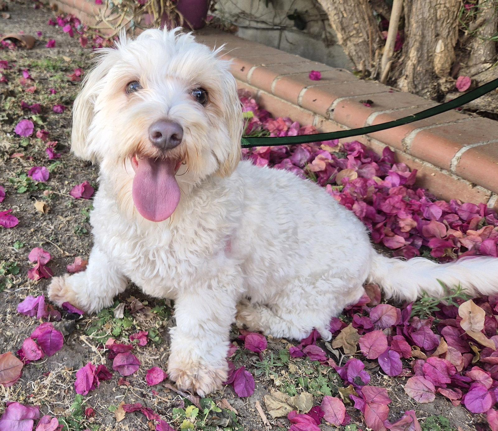 Maisey, a Adoptable mixed breed in Los Angeles, CA image 1/3