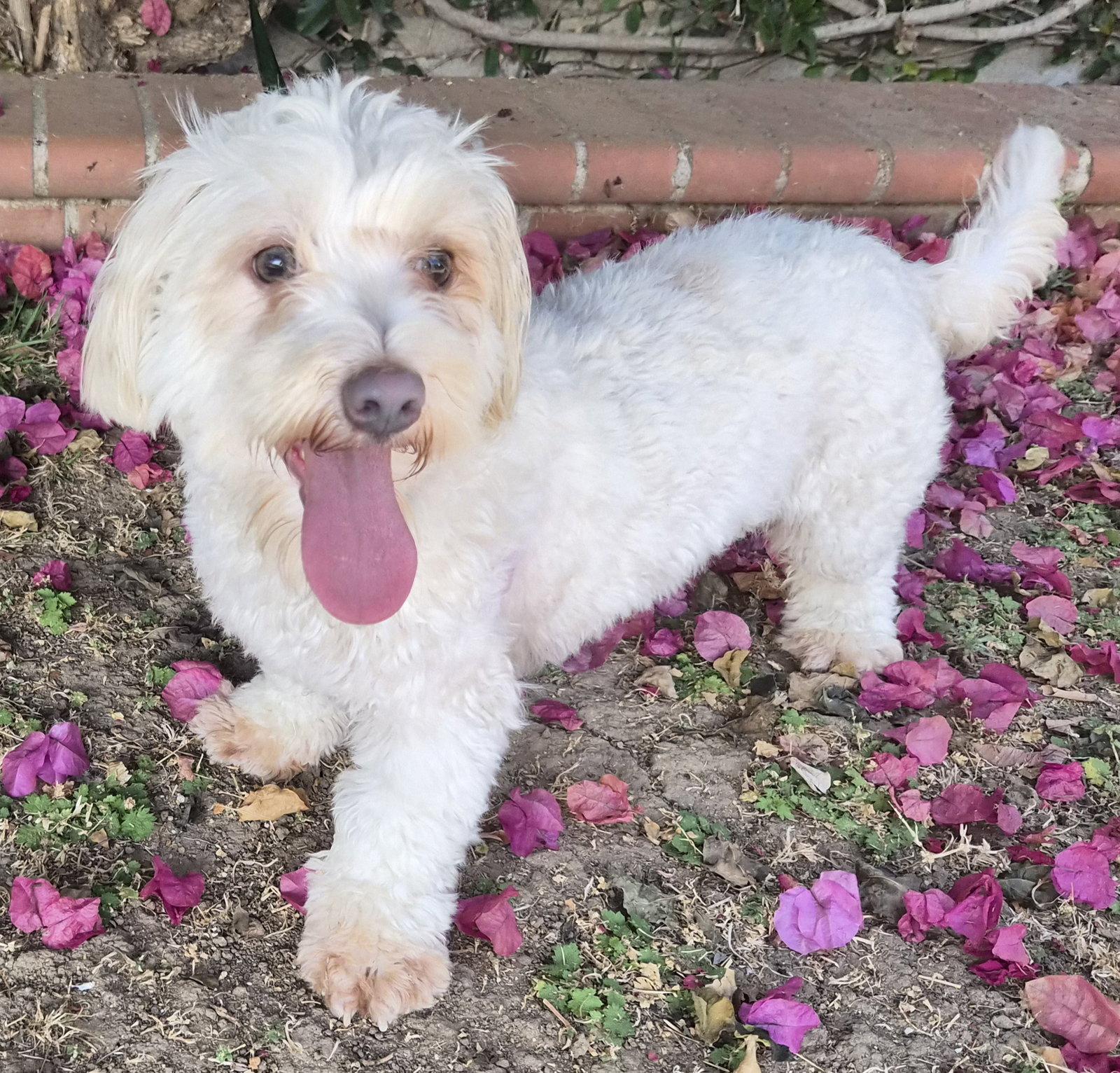 Maisey, a Adoptable mixed breed in Los Angeles, CA image 2/3