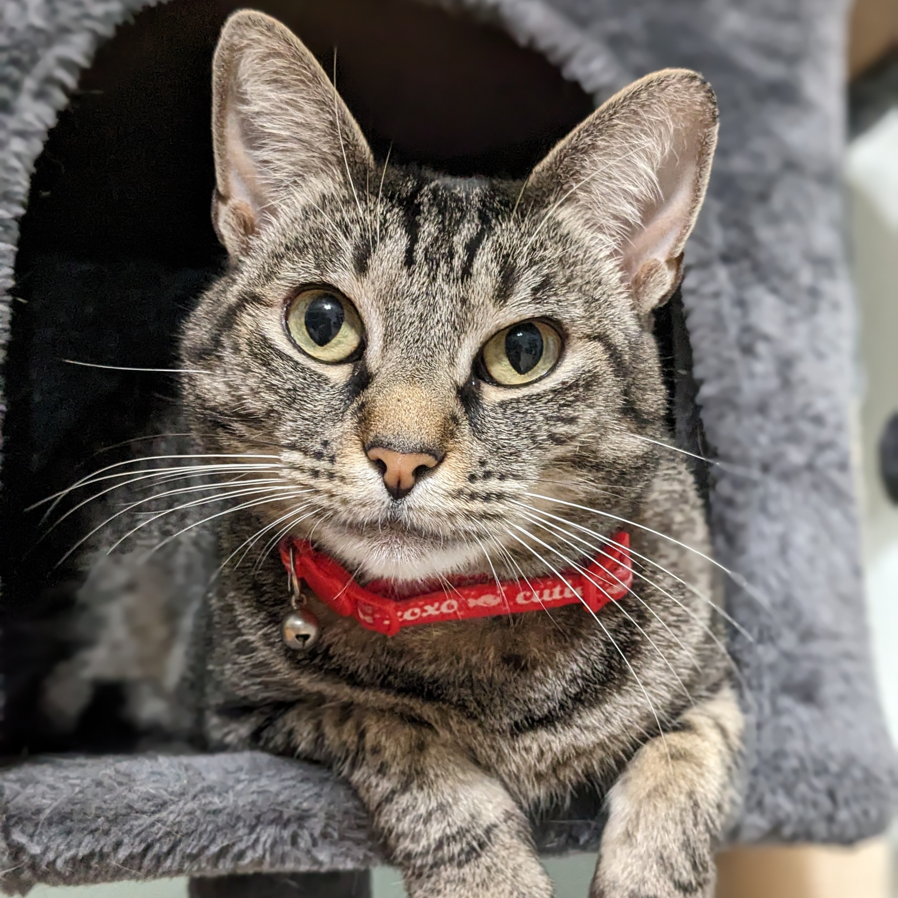 Enlarge Lucy - Quiet Companion (Single-Cat Home), a Adoptable Domestic Short Hair in Fountain Valley, CA image 1/5