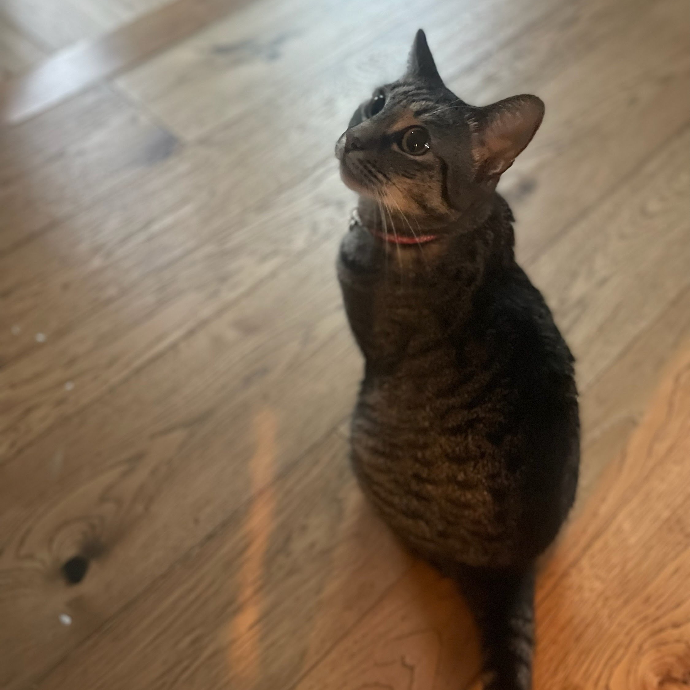 Enlarge Lucy - Quiet Companion (Single-Cat Home), a Adoptable Domestic Short Hair in Fountain Valley, CA image 2/5