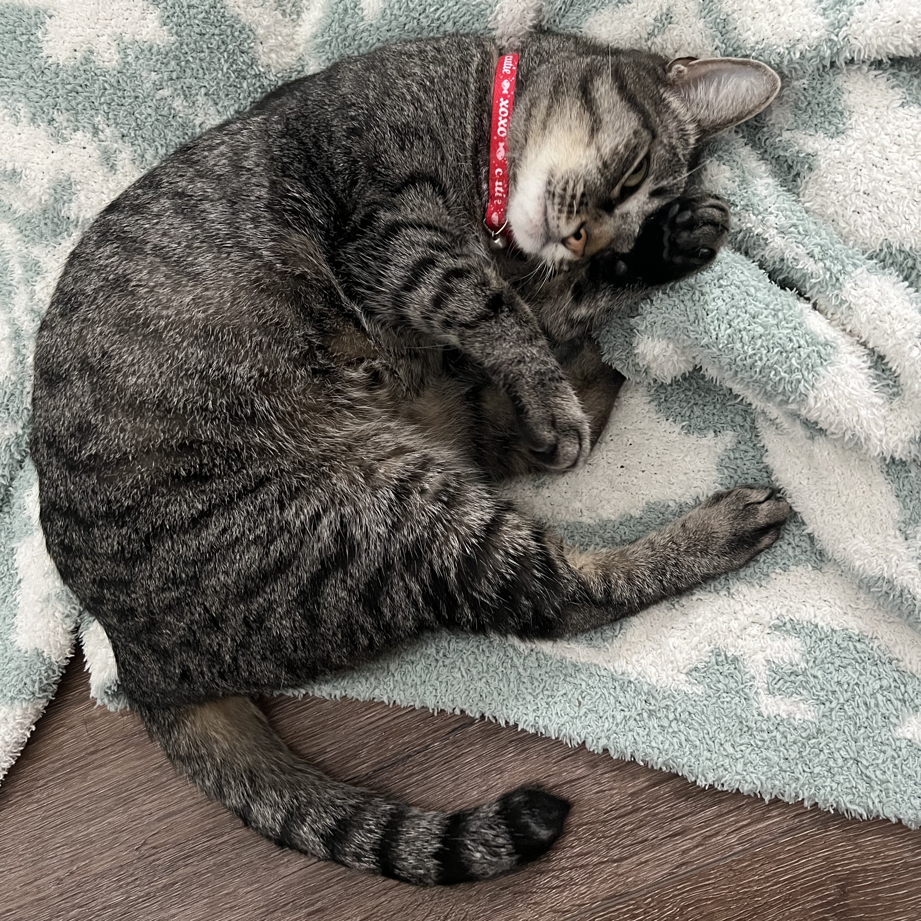 Enlarge Lucy - Quiet Companion (Single-Cat Home), a Adoptable Domestic Short Hair in Fountain Valley, CA image 4/5