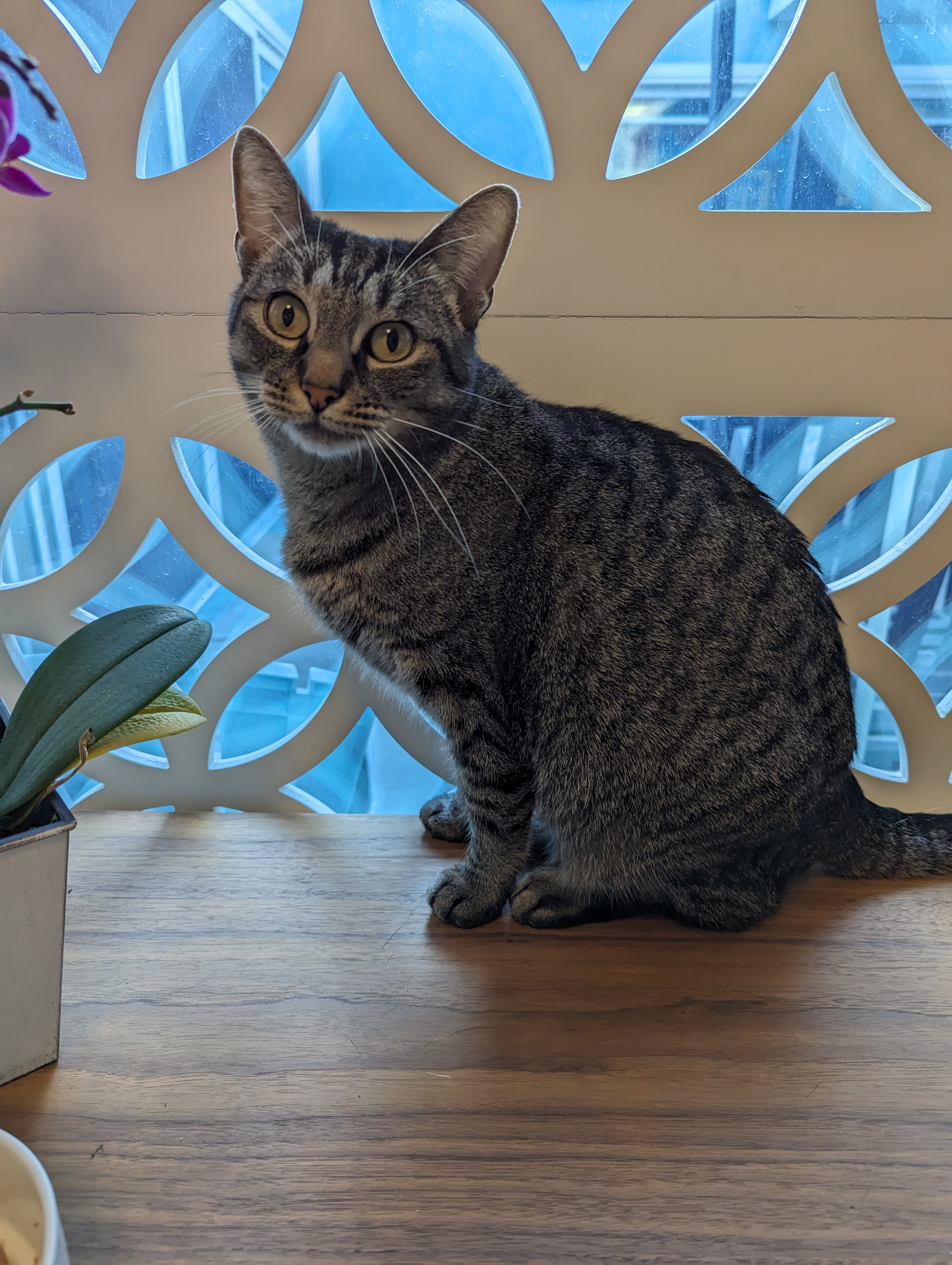 Enlarge Lucy - Quiet Companion (Single-Cat Home), a Adoptable Domestic Short Hair in Fountain Valley, CA image 5/5