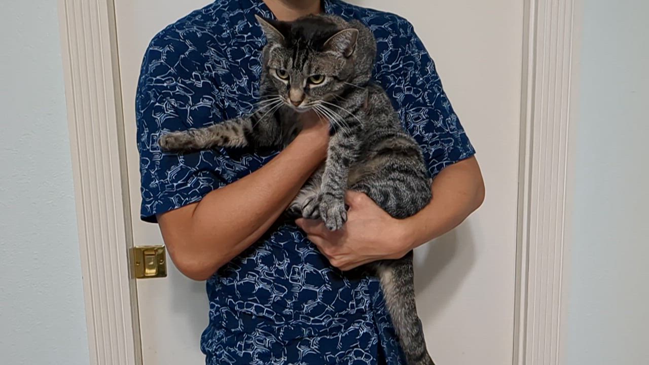 Enlarge Lucy - Quiet Companion (Single-Cat Home), a Adoptable Domestic Short Hair in Fountain Valley, CA video 3/5