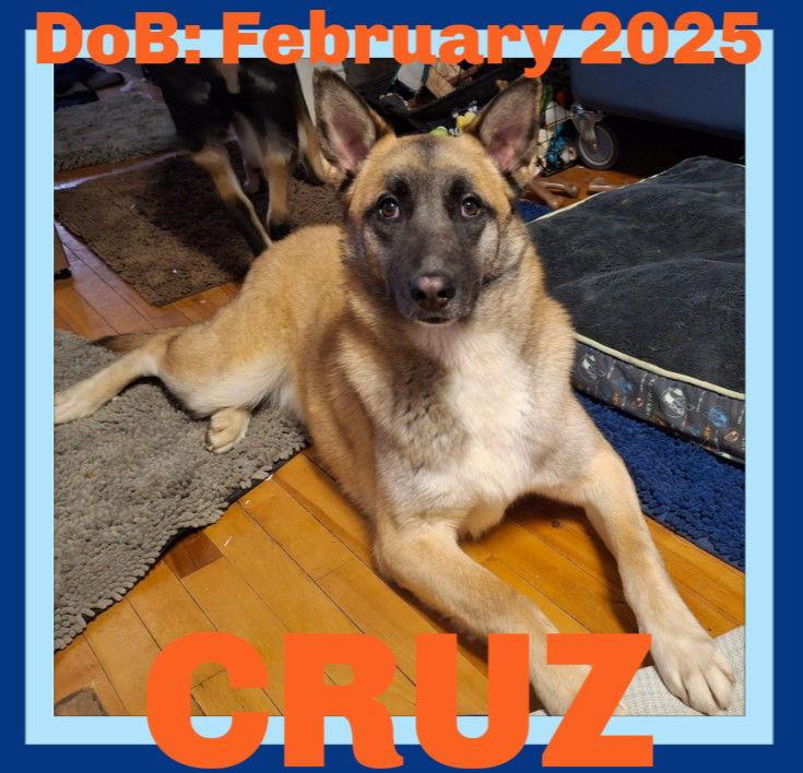 Enlarge CRUZ, a Adoptable mixed breed in Sebec, ME image 1/4