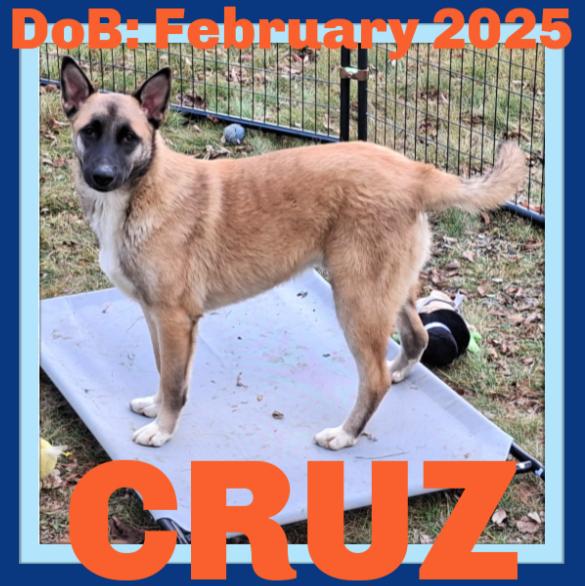 CRUZ, Adoptable, Young Male Belgian Shepherd / Malinois & German Shepherd Dog.