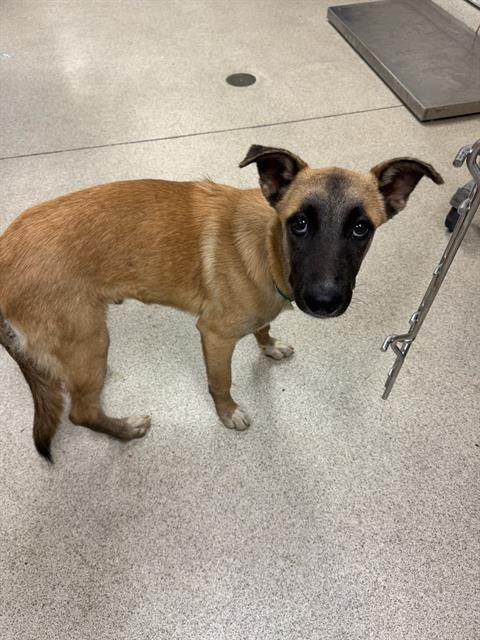 CRUZ, Adoptable, Young Male Belgian Shepherd / Malinois & German Shepherd Dog.