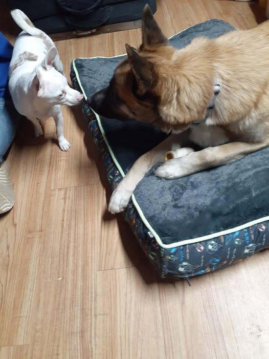 Enlarge CRUZ, a Adoptable mixed breed in Sebec, ME image 2/4