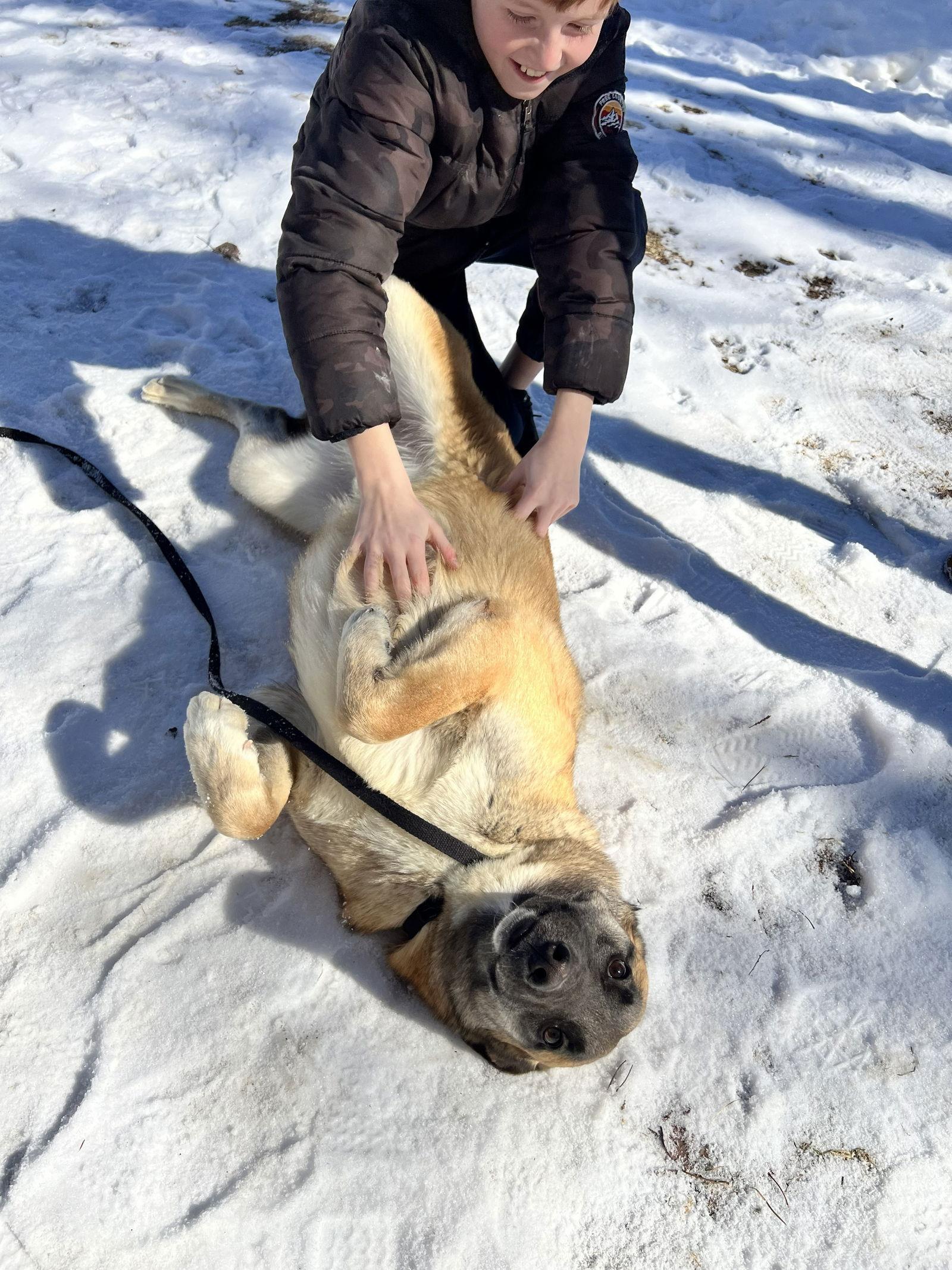 Enlarge CRUZ - Fostered Bangor, ME, a Adoptable mixed breed in Sebec, ME image 1/4